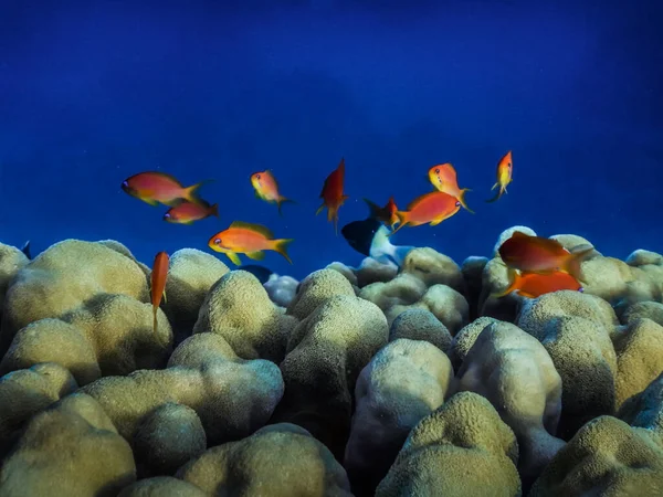 Pesci Rossi Mare Coralli Acqua Mare Blu Profondo Sullo Sfondo — Foto Stock