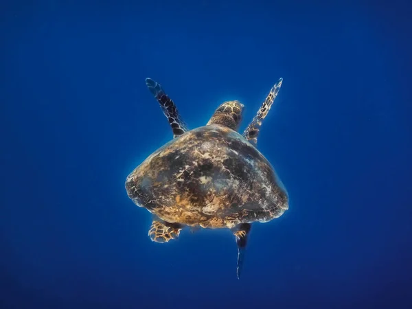 Tartaruga Hawksbill Sol Água Mar Azul Grande Vista Egito — Fotografia de Stock