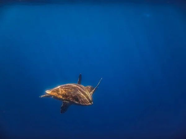 바다거북은 잠수하는 동안푸른 물에서 햇빛을 받으며 헤엄을 — 스톡 사진