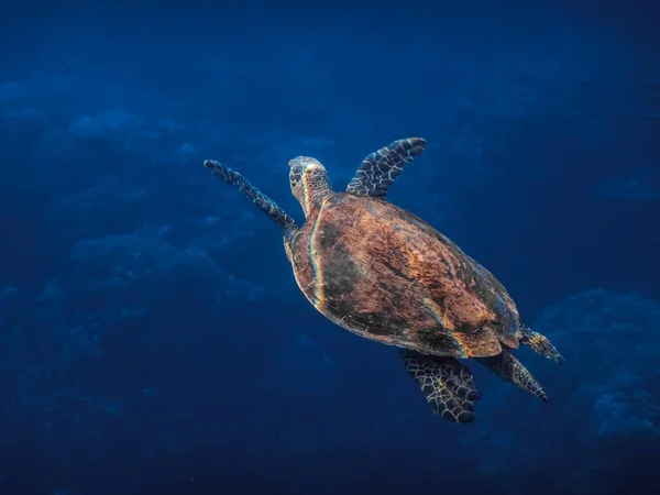 Tartaruga Hawksbill Nada Enquanto Mergulha Superfície Água Azul — Fotografia de Stock