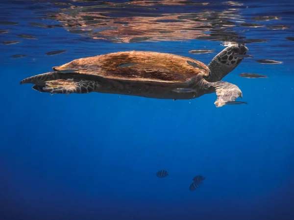 Tortuga Carey Nada Bajo Superficie Para Respirar Mar Rojo Mientras — Foto de Stock