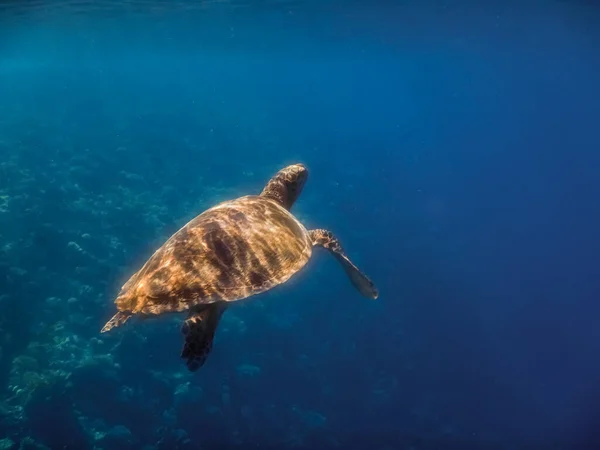 Habichtskröte Beim Tauchen Roten Meer Beim Tauchen — Stockfoto