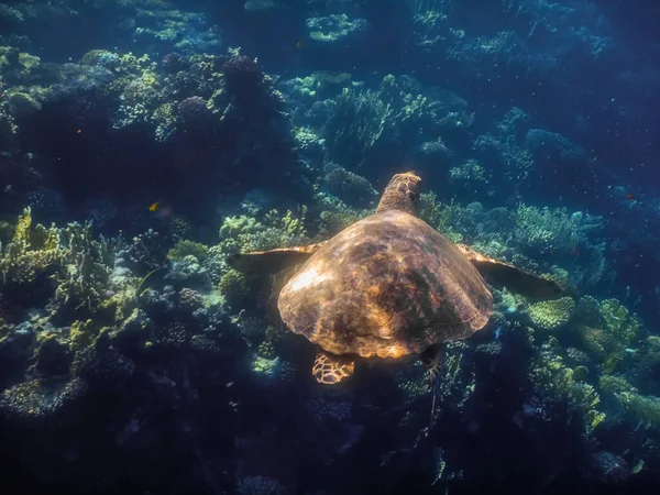 Tartaruga Hawksbill Natação Corais Mar Vermelho Enquanto Mergulho — Fotografia de Stock