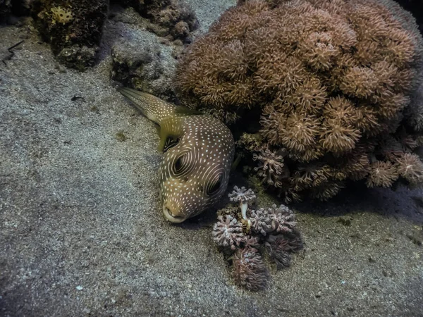Peixe Puffer Manchado Branco Encontra Fundo Mar Arenoso Mar Vermelho — Fotografia de Stock