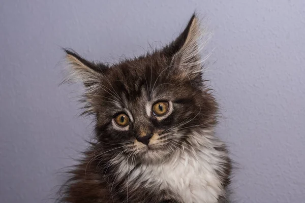 Drogi Mały Maine Coon Kot Wygląda Szarym Tle — Zdjęcie stockowe