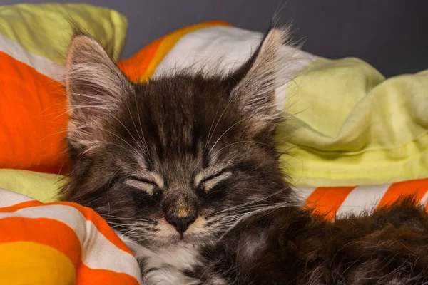 Χνουδωτή Μικρή Maine Coon Γάτα Κοιμάται Λεπτομέρεια Θέα — Φωτογραφία Αρχείου