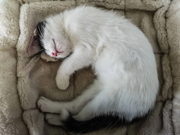 Little White Black Cat Lies Curled Sleeps Cushion — Stock Photo, Image