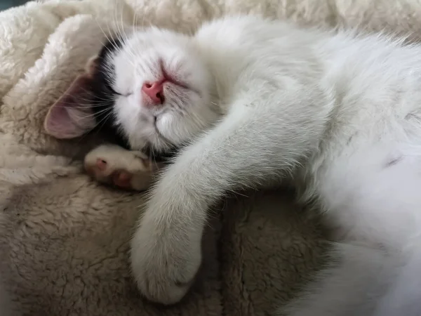 Drahá Malá Bílá Kočka Leží Spí Polštáři — Stock fotografie
