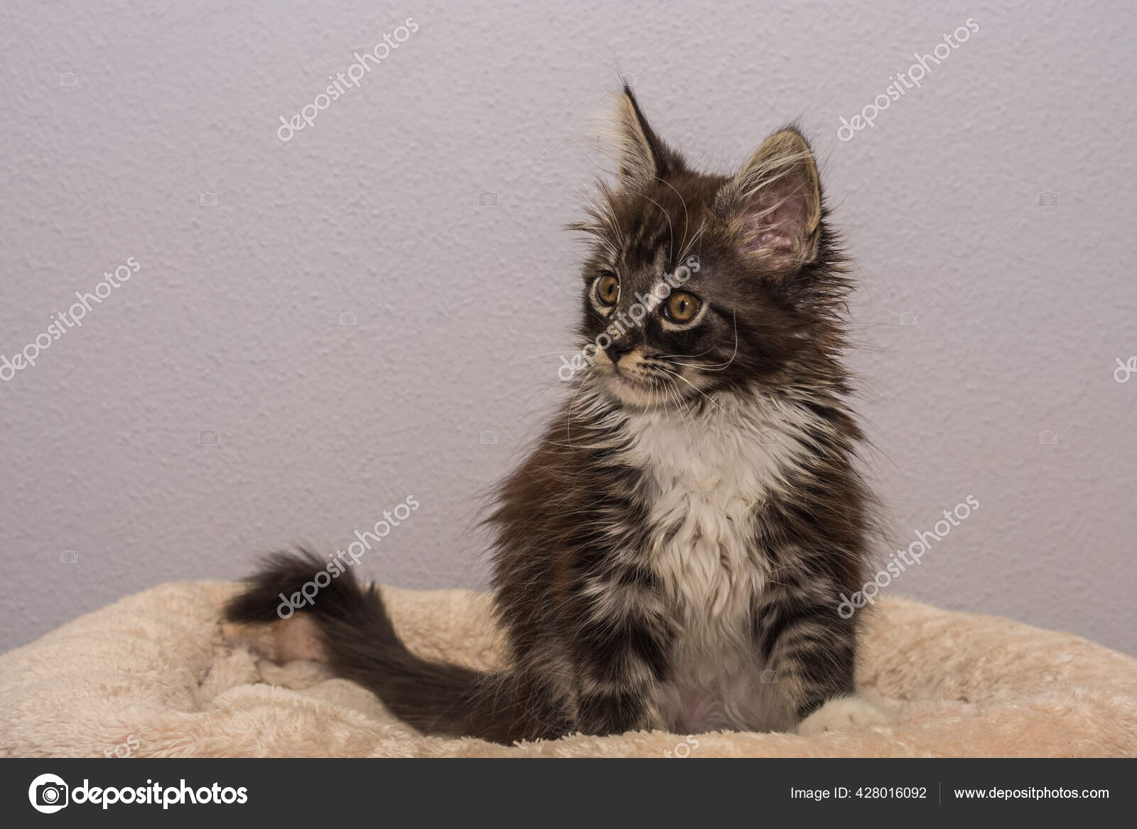 Bebe Mullido Maine Coon Gato Sienta Cojin Suave Con Fondo Fotografia De Stock C Thomaseder Depositphotos Bebe Mullido Maine Coon Gato Sienta Cojin Suave Con Fondo Fotografia De Stock C Thomaseder Depositphotos
