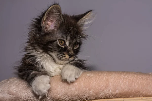 Drogi Dziecko Maine Coon Kot Kłamie Wygląda Drogo Dół Szarym — Zdjęcie stockowe
