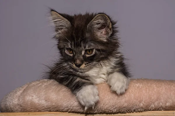 Drogi Dziecko Maine Coon Kot Kłamie Wygląda Drogo Dół Szarym — Zdjęcie stockowe