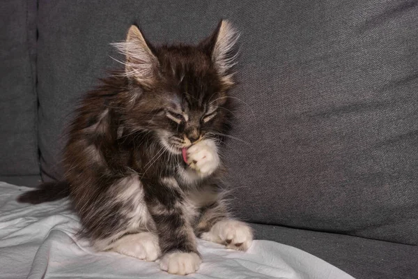 Puszysty Dziecko Maine Coon Kot Liże Jego Nos Jego Język — Zdjęcie stockowe