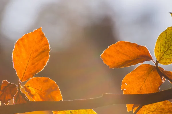 Świecące Kolorowe Liście Jesieni Słońcu Szczegółowy Widok — Zdjęcie stockowe