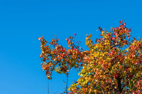 Coloridas Hojas Diferentes Colores Árbol Sol Otoño Con Cielo Azul —  Fotos de Stock