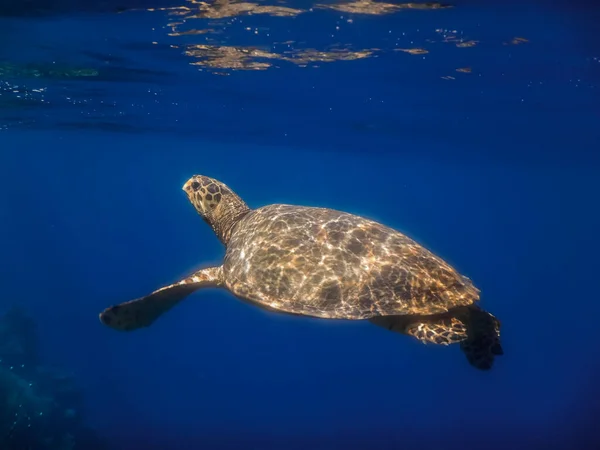 Hagnäbb Sköldpadda Havet Innan Andas Blått Vatten — Stockfoto