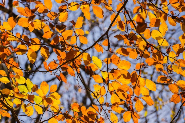 Glödande Gula Löv Ett Träd Höstsolen — Stockfoto