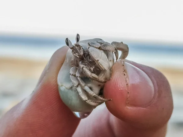 Маленький Краб Отшельник Удерживается Между Двумя Пальцами Пляже — стоковое фото