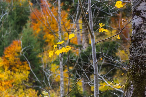 Folhas Amarelas Uma Árvore Arbustos Coloridos Fundo — Fotografia de Stock
