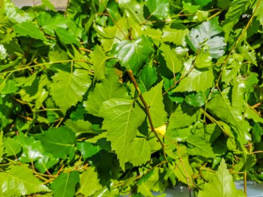 Baharda güneşte huş ağacından taze yeşil yapraklar