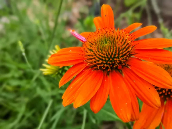 Yaz Manzarasında Güzel Büyük Bir Portakal Çiçeği — Stok fotoğraf