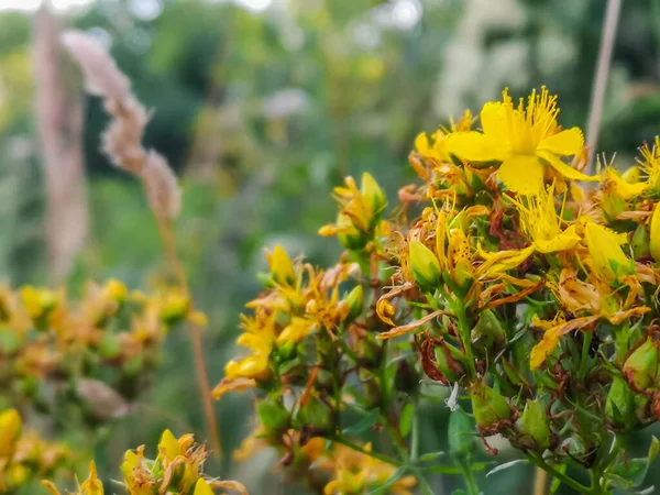 Blommor Från Johannis Örter Naturen Och Sommaren Solen — Stockfoto