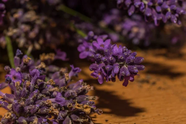 Fleurs Lavande Fraîches Printemps Recueillies Dans Nature — Photo