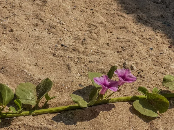 Flores Fábricas Uma Praia Arenosa Sol Egito — Fotografia de Stock