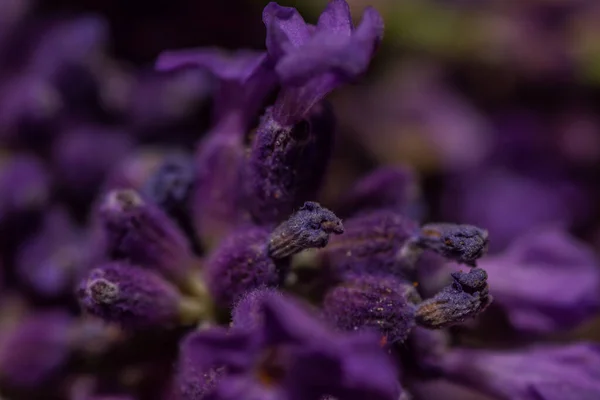 春天新鲜的紫色薰衣草花 — 图库照片