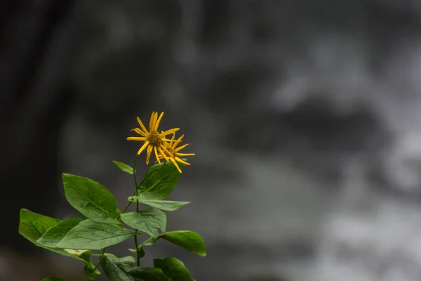 Pequena Flor Amarela Verde Delicada Com Fundo Cinza Verão — Fotografia de Stock