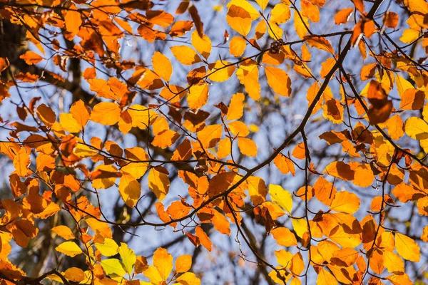 在阳光下 白桦树上有许多发亮的黄叶 — 图库照片