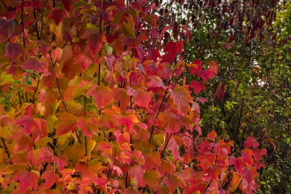 Czerwone Świecące Liście Krzewu Przyrodzie Jesienią — Zdjęcie stockowe