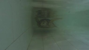 Deniz kaplumbağası Bali 'de dalgıçlık yaparken görüş alanında.