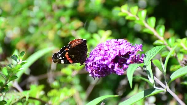 Schmetterlingsadmiral Sitzt Auf Sommerflieder Der Natur — Stockvideo