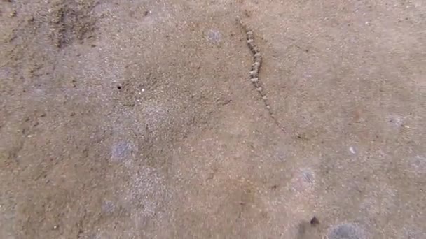 海の砂の海底にいるナマズは — ストック動画