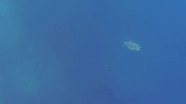Голова Морской Черепахи Рядом Видом Дайвинг Бали — стоковое видео