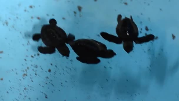 Mały Żółw Morski Pływanie Bali — Wideo stockowe