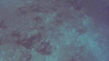Deniz kaplumbağası tatilde Bali 'de denizin dibinde.