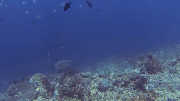 Kleine Meeresschildkröte Korallenriff Bali Urlaub — Stockvideo