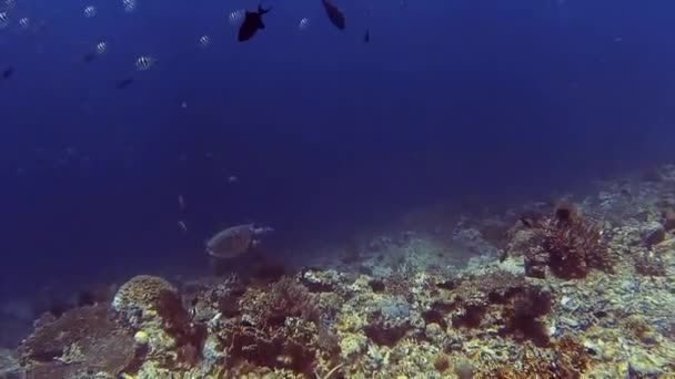 Pequeña Tortuga Marina Cerca Corales Mar Bali — Vídeo de stock