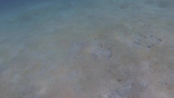 ปลาไหลท อในทรายและทะเลในบาหล ในว นหย — วีดีโอสต็อก