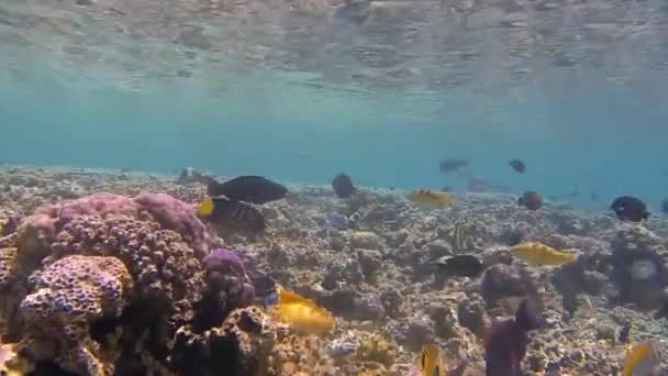 假日里 珊瑚群中五彩斑斓的鱼 — 图库视频影像