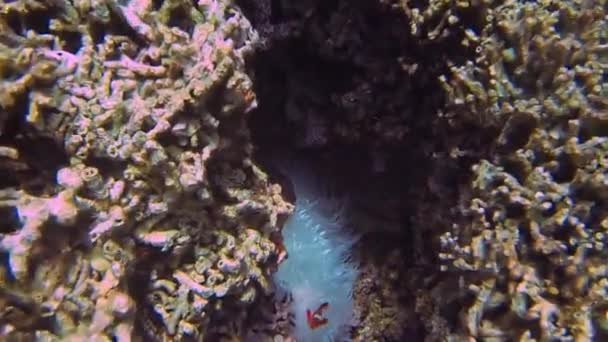Anemonefish Piilopaikassa Koralli Lomalla — kuvapankkivideo
