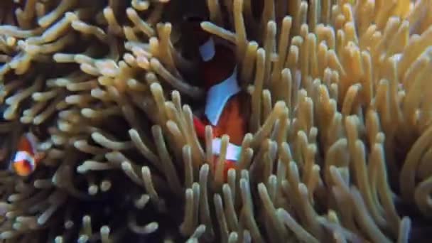 Anemonefishes Mořském Dně Moři Dovolené — Stock video