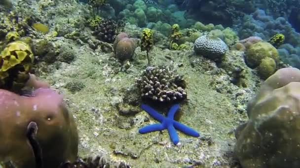 Fargerik Undervannsverden Bali Indonesia Ferie – stockvideo