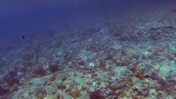 假日在五彩斑斓的珊瑚旁的一条鱼 — 图库视频影像