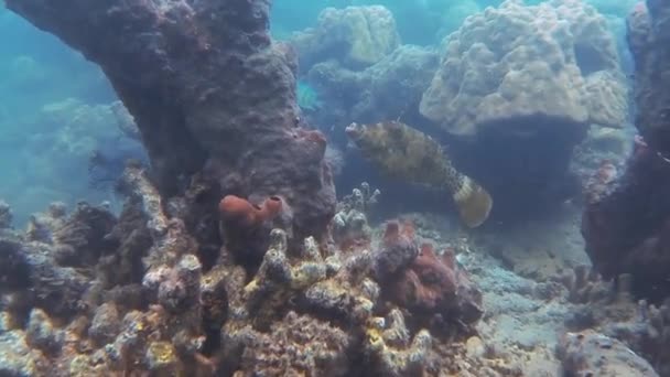 Filefish Coral Mar Férias — Vídeo de Stock