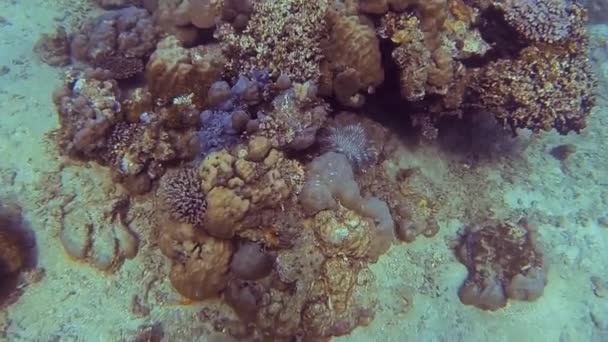 休日の海の海底にとげのヒトデの王冠 — ストック動画