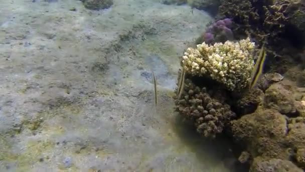 Três Peixes Faca Nadar Mar Férias — Vídeo de Stock