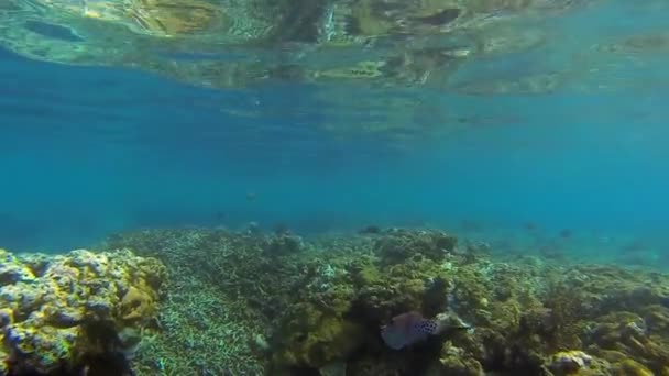 Filefish Coral Sea Holiday — Stock Video