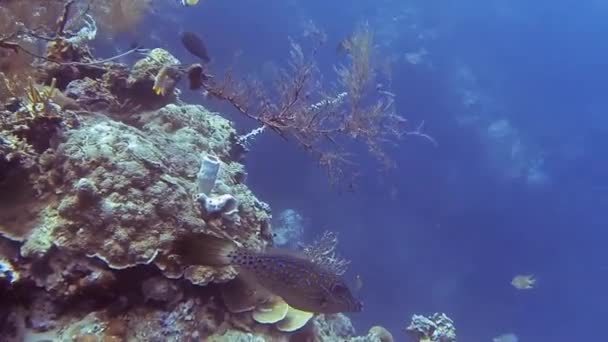 バリ島のカラフルなサンゴ礁の上の魚 — ストック動画